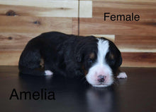 Load image into Gallery viewer, Amelia(ADOPTED)
