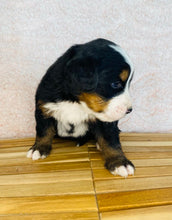 Load image into Gallery viewer, Amelia(ADOPTED)
