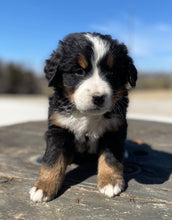 Load image into Gallery viewer, Amelia(ADOPTED)
