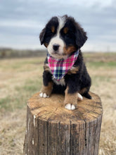 Load image into Gallery viewer, Amelia(ADOPTED)
