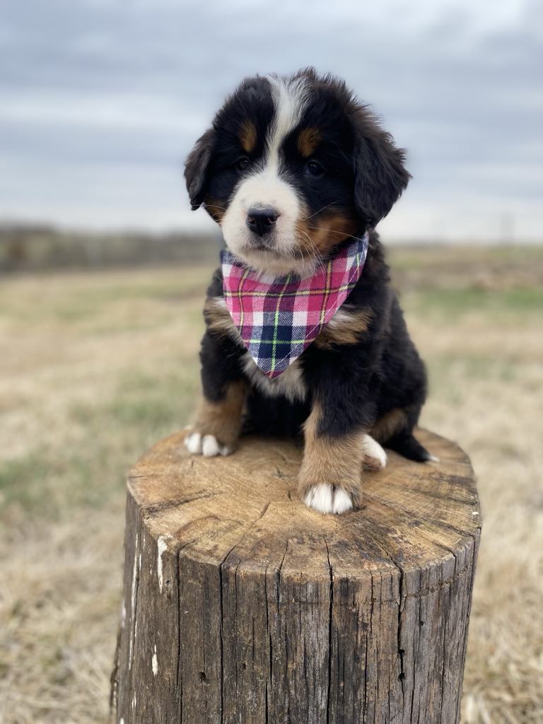 Amelia(ADOPTED)