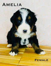 Load image into Gallery viewer, Amelia(ADOPTED)
