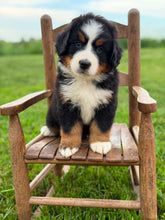 Load image into Gallery viewer, Amy (Adopted)
