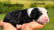 Load image into Gallery viewer, Argentina (Adopted)

