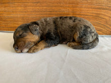 Load image into Gallery viewer, Banjo (ADOPTED)
