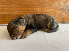 Load image into Gallery viewer, Banjo (ADOPTED)
