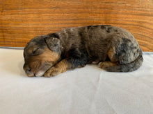 Load image into Gallery viewer, Banjo (ADOPTED)
