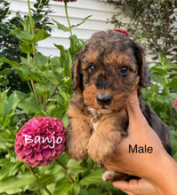 Load image into Gallery viewer, Banjo (ADOPTED)
