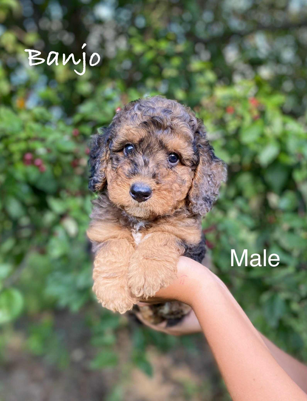 Banjo (ADOPTED)