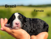 Load image into Gallery viewer, Brazil (Adopted)
