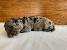 Load image into Gallery viewer, Casper (ADOPTED)
