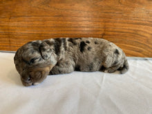 Load image into Gallery viewer, Casper (ADOPTED)
