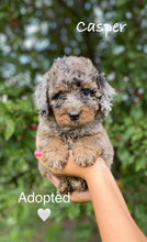 Load image into Gallery viewer, Casper (ADOPTED)
