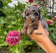 Load image into Gallery viewer, Casper (ADOPTED)
