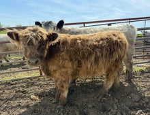 Load image into Gallery viewer, Chester- Scottish highland Galloway Steer

