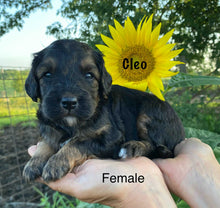 Load image into Gallery viewer, Cleo (ADOPTED)
