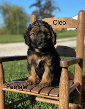 Load image into Gallery viewer, Cleo (ADOPTED)
