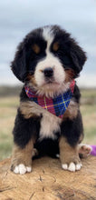 Load image into Gallery viewer, Corrie (ADOPTED)
