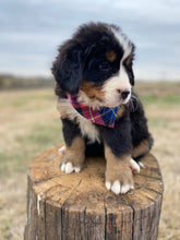 Load image into Gallery viewer, Corrie (ADOPTED)
