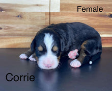 Load image into Gallery viewer, Corrie (ADOPTED)

