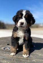 Load image into Gallery viewer, Corrie (ADOPTED)
