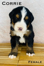 Load image into Gallery viewer, Corrie (ADOPTED)
