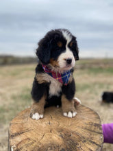 Load image into Gallery viewer, Corrie (ADOPTED)
