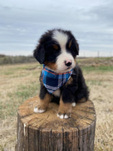 Load image into Gallery viewer, Crockett (ADOPTED)
