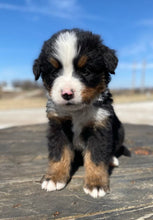 Load image into Gallery viewer, Crockett (ADOPTED)
