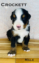 Load image into Gallery viewer, Crockett (ADOPTED)
