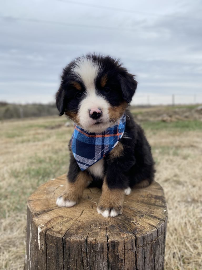 Crockett (ADOPTED)