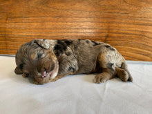 Load image into Gallery viewer, Dot (ADOPTED)
