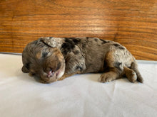 Load image into Gallery viewer, Dot (ADOPTED)
