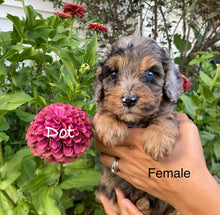 Load image into Gallery viewer, Dot (ADOPTED)
