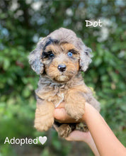 Load image into Gallery viewer, Dot (ADOPTED)
