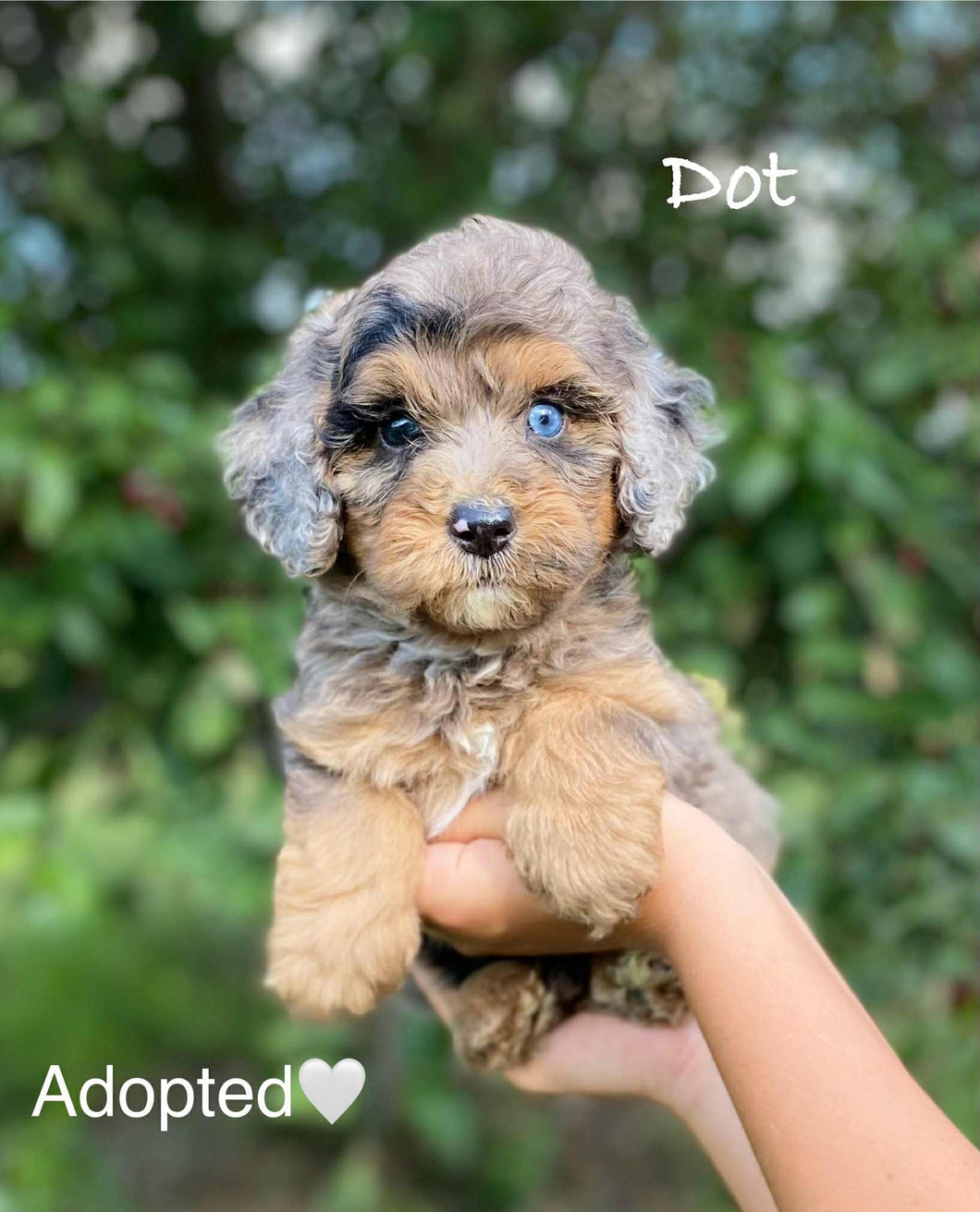 Dot (ADOPTED)