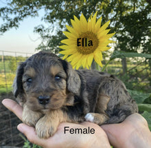 Load image into Gallery viewer, Ella (ADOPTED)
