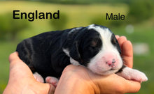 Load image into Gallery viewer, England
