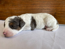 Load image into Gallery viewer, Fig (ADOPTED)
