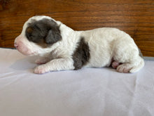 Load image into Gallery viewer, Fig (ADOPTED)
