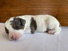 Load image into Gallery viewer, Fig (ADOPTED)

