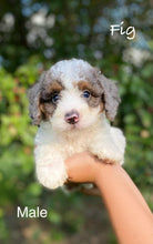Load image into Gallery viewer, Fig (ADOPTED)
