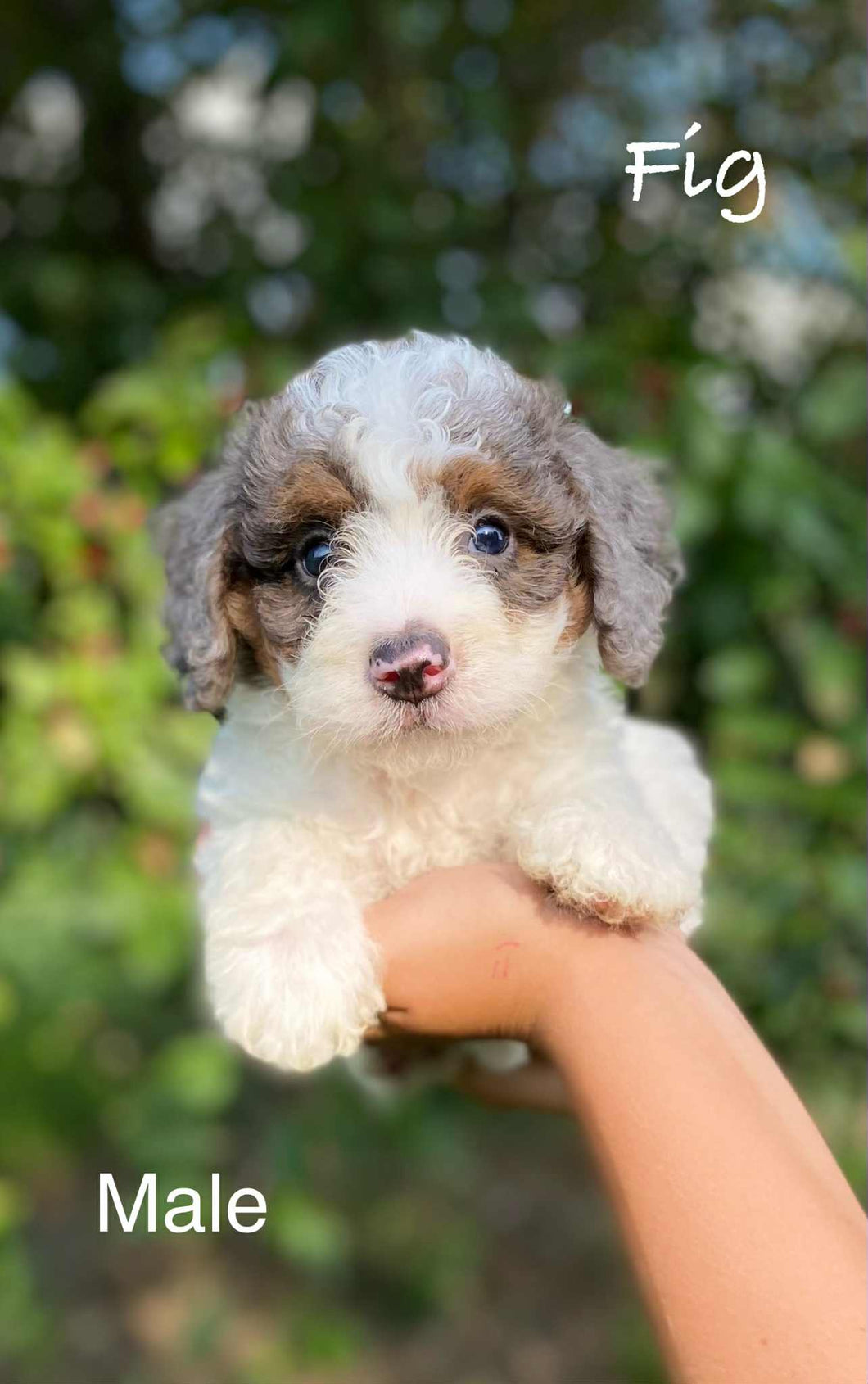 Fig (ADOPTED)