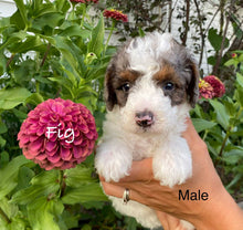 Load image into Gallery viewer, Fig (ADOPTED)
