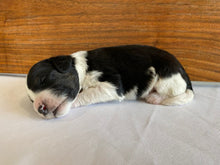 Load image into Gallery viewer, Finch (ADOPTED)
