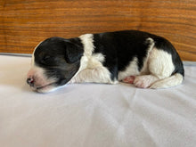 Load image into Gallery viewer, Finch (ADOPTED)
