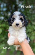 Load image into Gallery viewer, Finch (ADOPTED)
