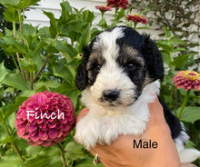 Load image into Gallery viewer, Finch (ADOPTED)
