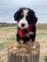 Load image into Gallery viewer, Florence (ADOPTED)
