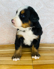 Load image into Gallery viewer, Florence (ADOPTED)
